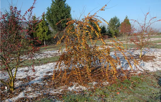 Malus 'Butterball' Malus 'Butterball'