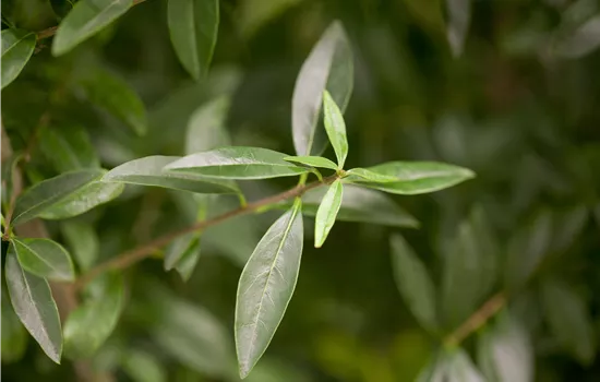 Ligustrum vulgare