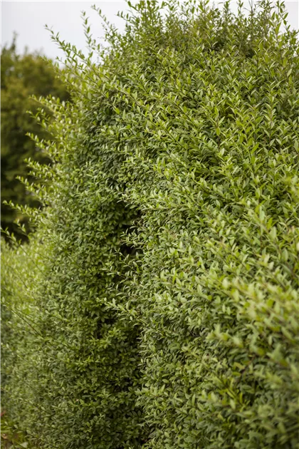 Ligustrum vulgare