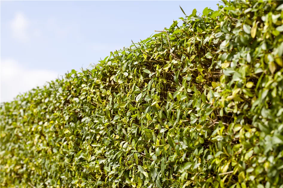 Ligustrum vulgare