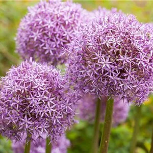 Allium – eleganter Zierlauch Allium – eleganter Zierlauch