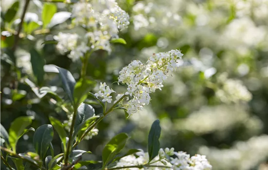 Ligustrum vulgare 'Lodense'