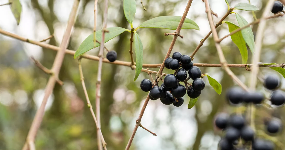 Ligustrum vulgare