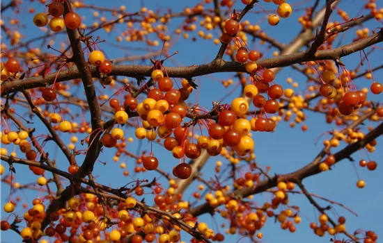 Malus 'Coccinella' -R- Malus 'Coccinella' -R-