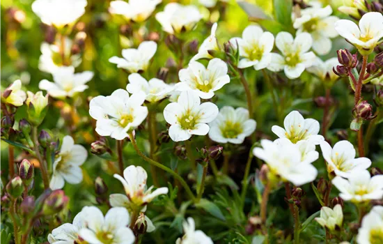 Saxifraga x arendsii 'Schneeteppich'