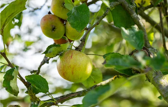 Malus domestica 'Cox Orange' Malus domestica 'Cox Orange'