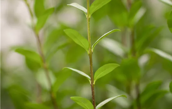 Ligustrum vulgare 'Atrovirens'