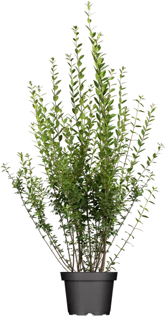 liguster wuchs Kalifornischer Liguster - Ligustrum ovalifolium main image 1