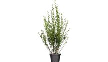 philodendron hederaceum 'lemon lime Philodendron 'Lemon Lime' – ECOVIBE