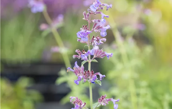Nepeta x faassenii 'Six Hills Giant'