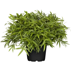 Pleioblastus argenteostriatus f. pumilus