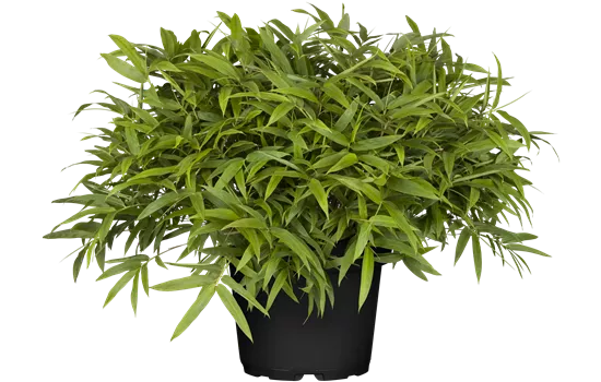 Pleioblastus pumilus