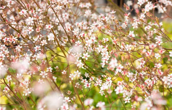 Saxifraga x urbium 'Clarence Elliott', gen.