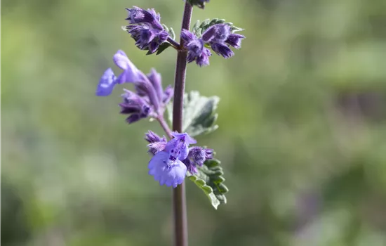 Nepeta x faassenii 'Walker's Low'
