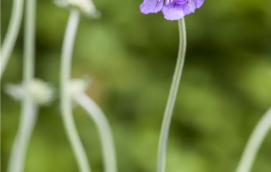 Scabiosa caucasica 'Perfecta' Scabiosa caucasica 'Perfecta'