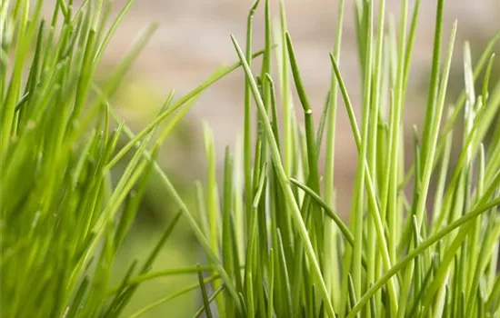 Herbs Adorn Every Garden