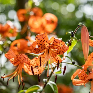 Lilium henryi