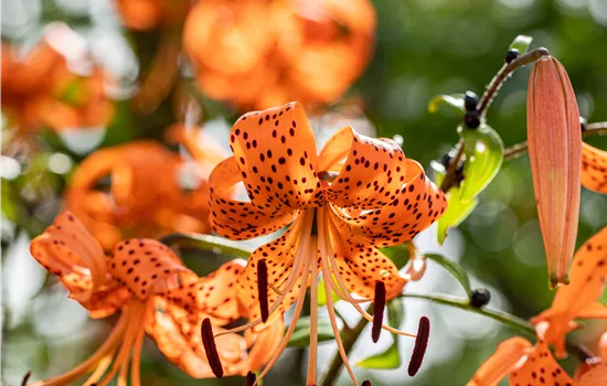Lilium henryi Lilium henryi