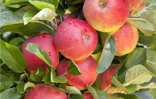 Malus domestica 'Elstar'