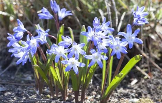 Flower Bulbs in the Rock Garden – How to Achieve Vibrant Colors