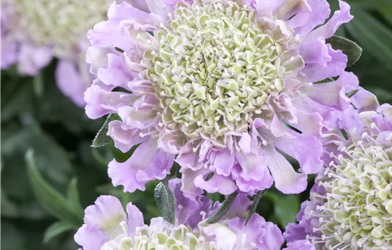Scabiosa columbaria 'Pink Mist' Scabiosa columbaria 'Pink Mist'
