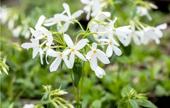 Phlox stolonifera 'Ariane'
