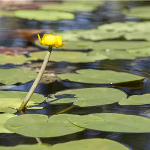 Nuphar lutea Nuphar lutea