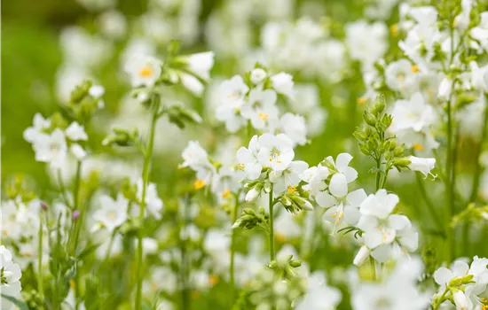 Polemonium caeruleum 'Album'