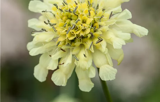 Scabiosa ochroleuca Scabiosa ochroleuca