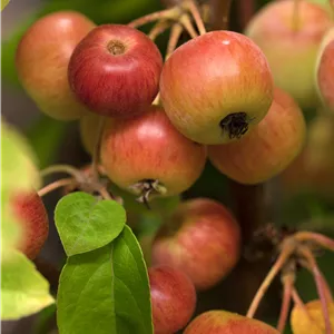 Malus 'Evereste'® Malus 'Evereste'®