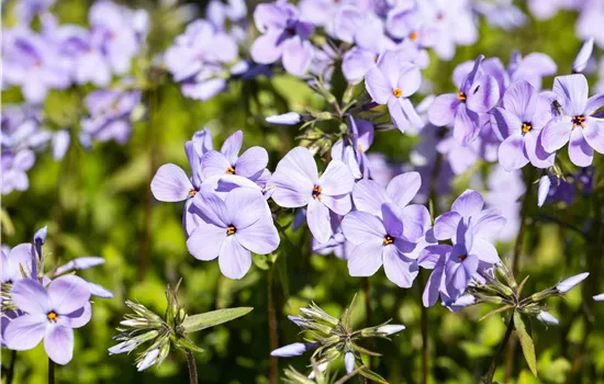 Phlox stolonifera 'Blue Ridge'