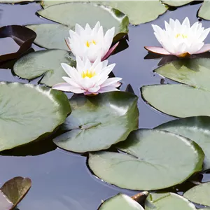 Nymphaea alba Nymphaea alba