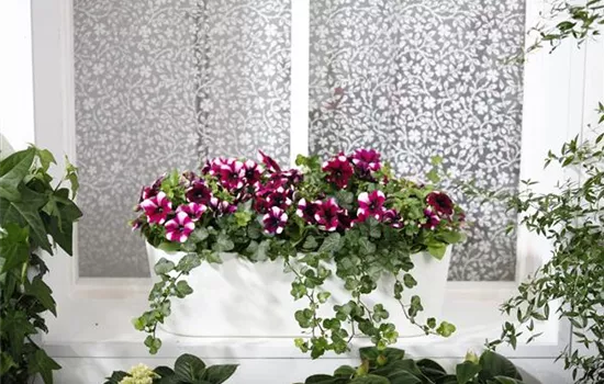 Ready for summer – the balcony and garden are really blooming.
