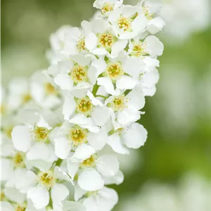 Prunus padus Prunus padus