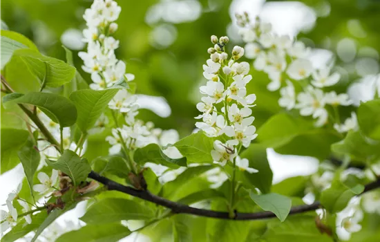 Prunus padus 'Schloss Tiefurt'