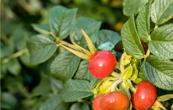Rosa rugosa 'Dagmar Hastrup' BDR III