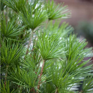 Sciadopitys verticillata Sciadopitys verticillata