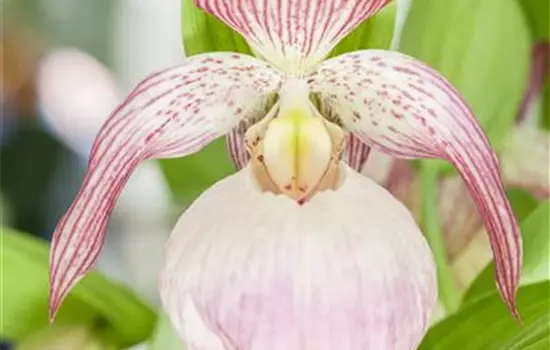 Orchids in the Garden