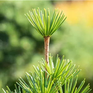 Sciadopitys verticillata