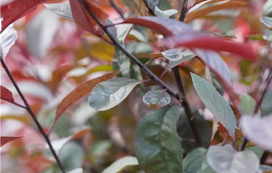 Prunus padus 'Colorata'