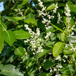 Polygonum aubertii Polygonum aubertii
