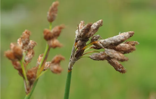Scirpus lacustris