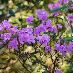 Rhododendron 'Praecox'