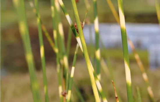 Scirpus lacustris tabernaemont.'Zebrinus'