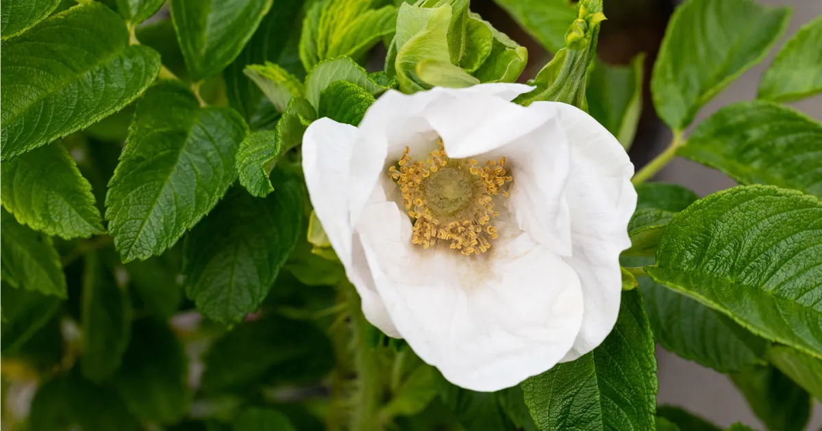 Rosa rugosa 'Alba'