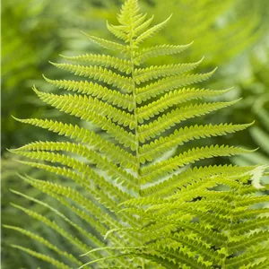 Polystichum aculeatum