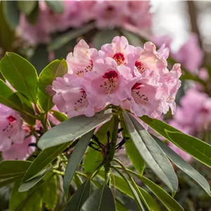 Rhododendron calophytum Rhododendron calophytum