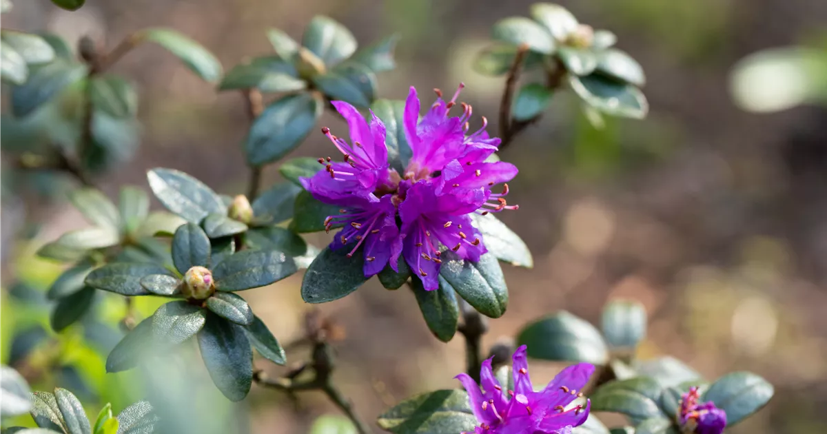 Rhododendron russatum