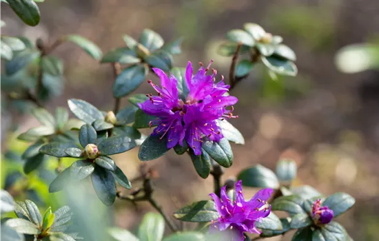 Rhododendron russatum Rhododendron russatum