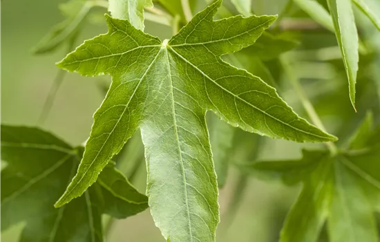 Liquidambar styraciflua Liquidambar styraciflua